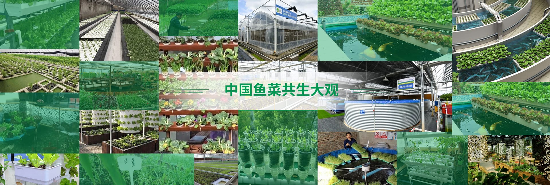 中国鱼菜共生大观