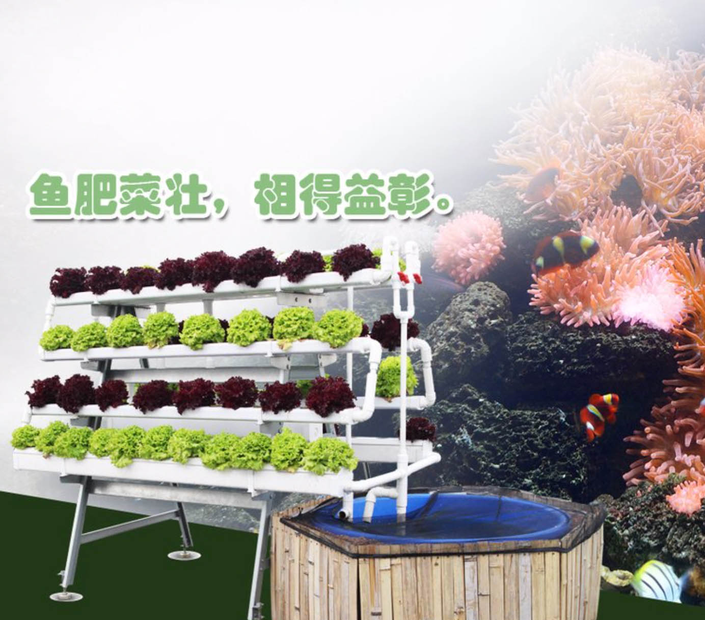 阳台鱼菜共生